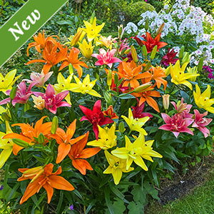 Double Asiatic Lily Mixture