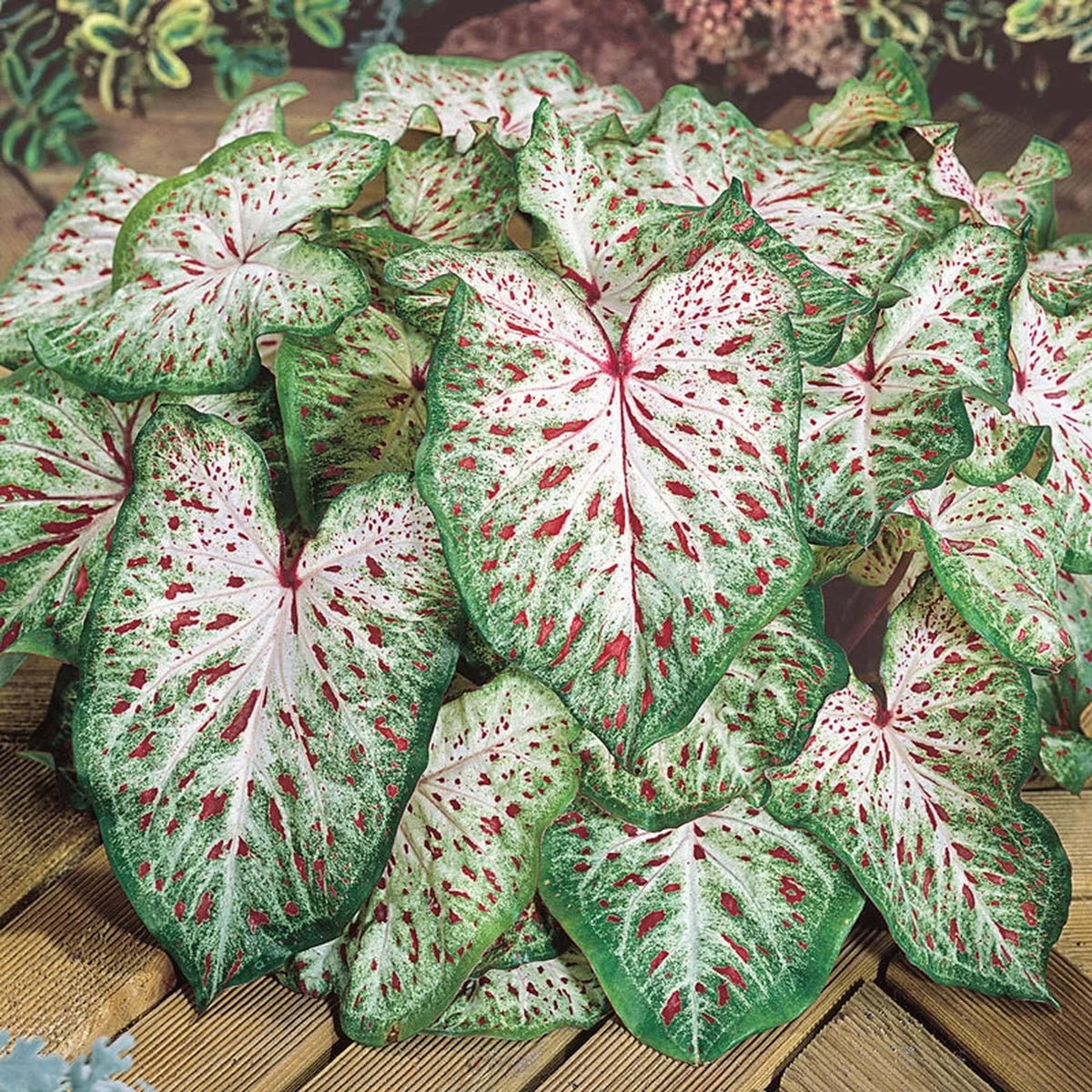 Gingerland Strap Leaf Caladium