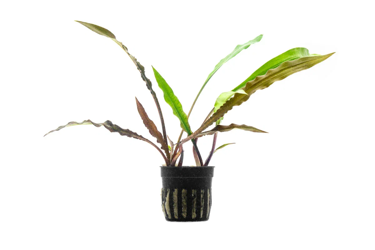 Image of CRYPT SPIRALIS TIGER