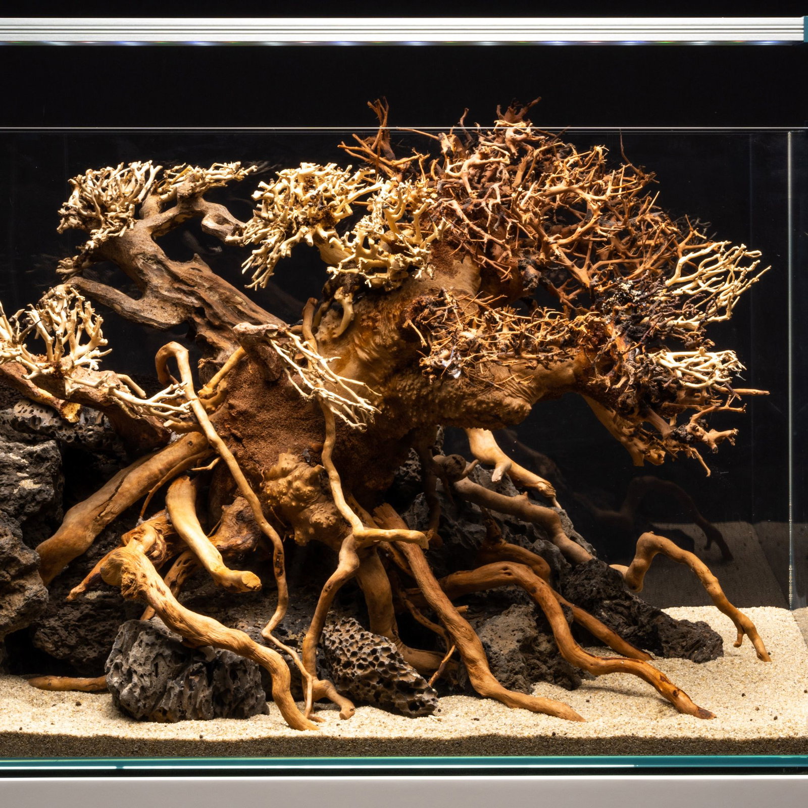 How To Use a Bonsai Tree in Your Aquascape