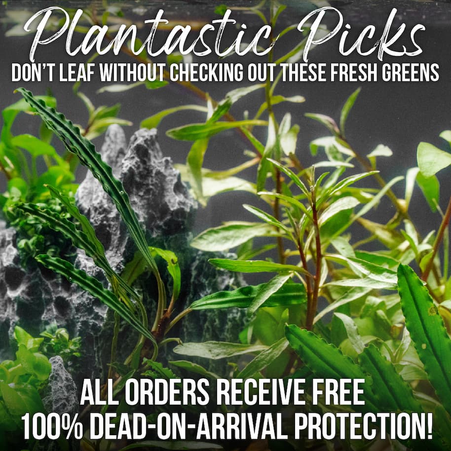 Available Aquarium Plants