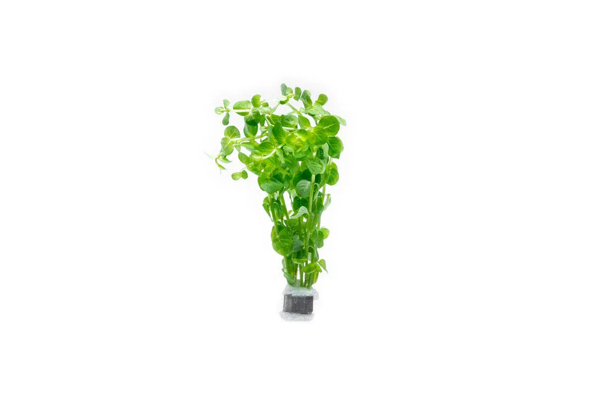 Image of ROTALA INDICA GREEN