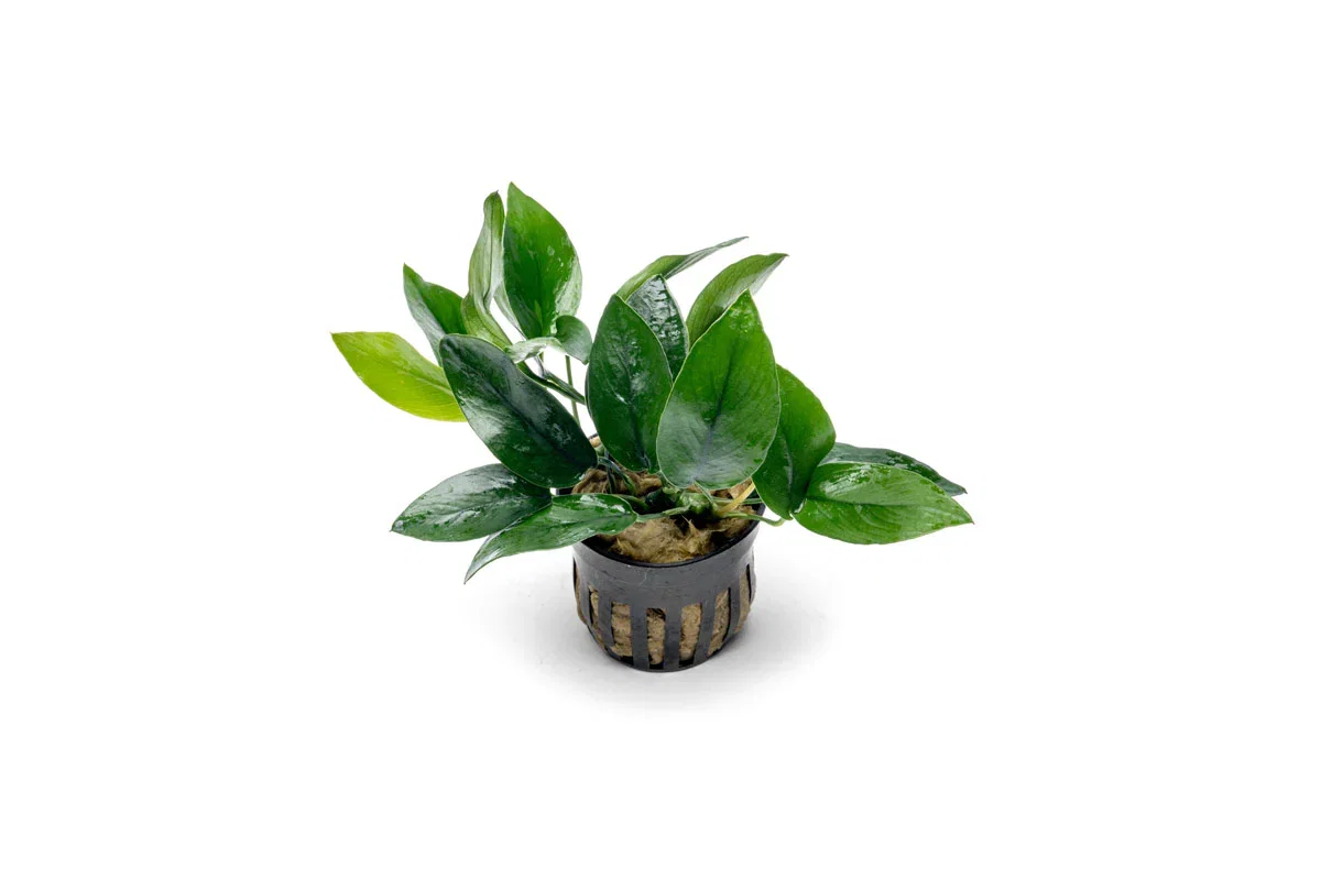 Image of ANUBIAS NANA PEACOCK