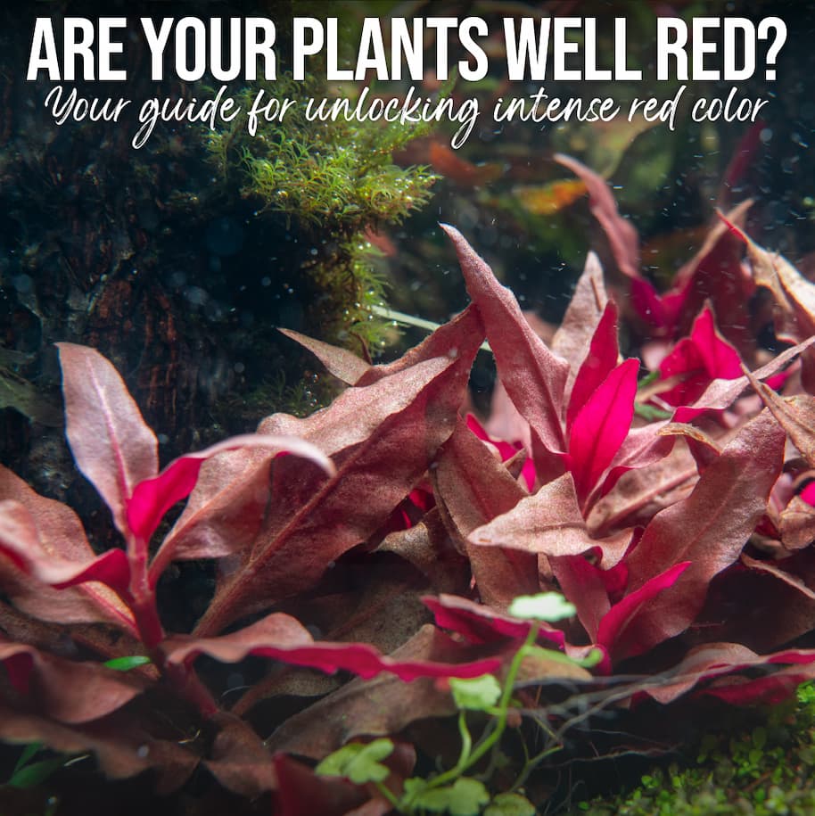How To Successfully Grow Red Plants