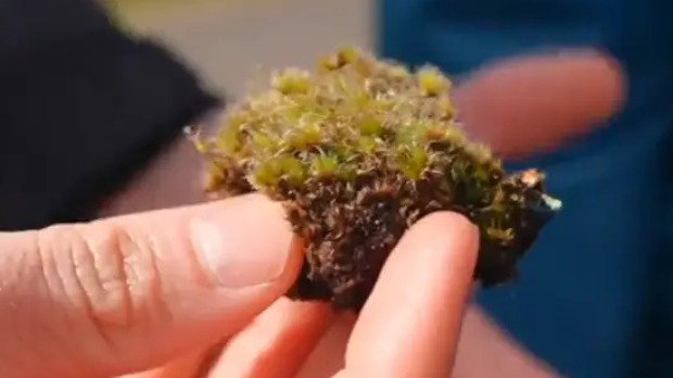 A close-up of someone holding a clump of green moss with brown roots.