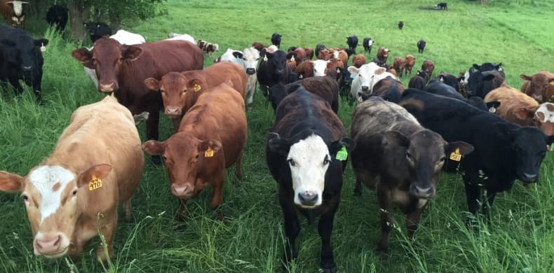 Cows on a beautiful pasture.