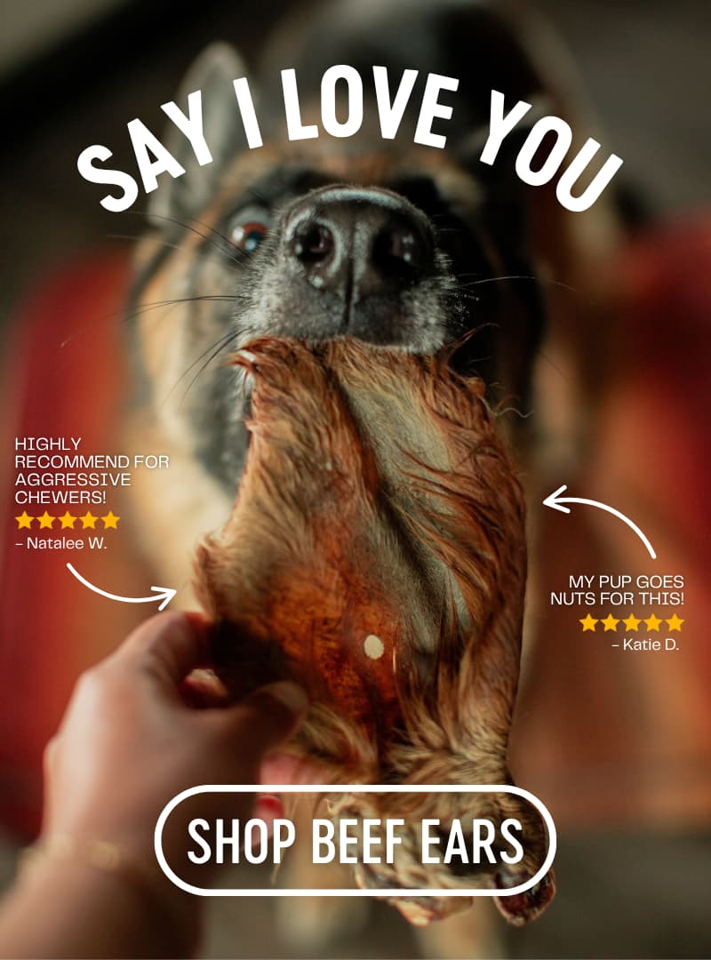 Say I Love You with a Beef Ear! A dog sniffs a beef ear.