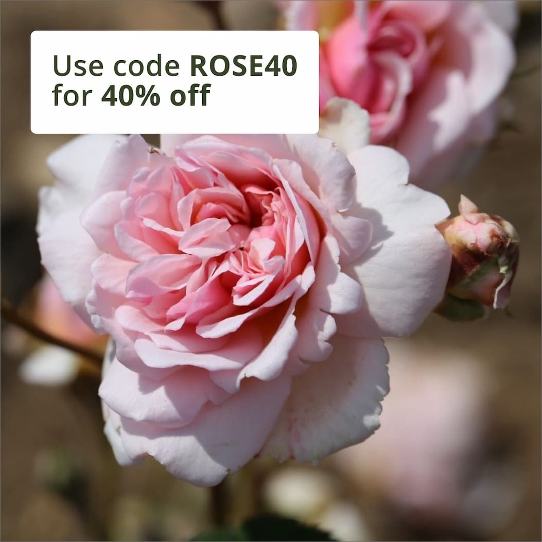 Rosa Felicia