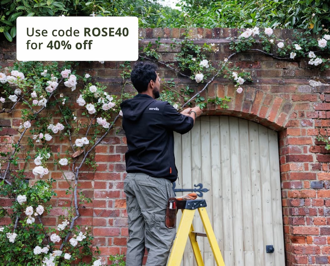 Tie in climbing roses