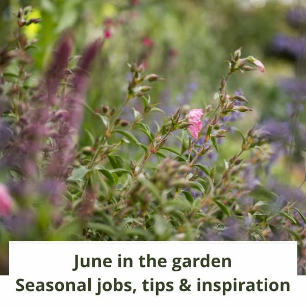 June in the garden
