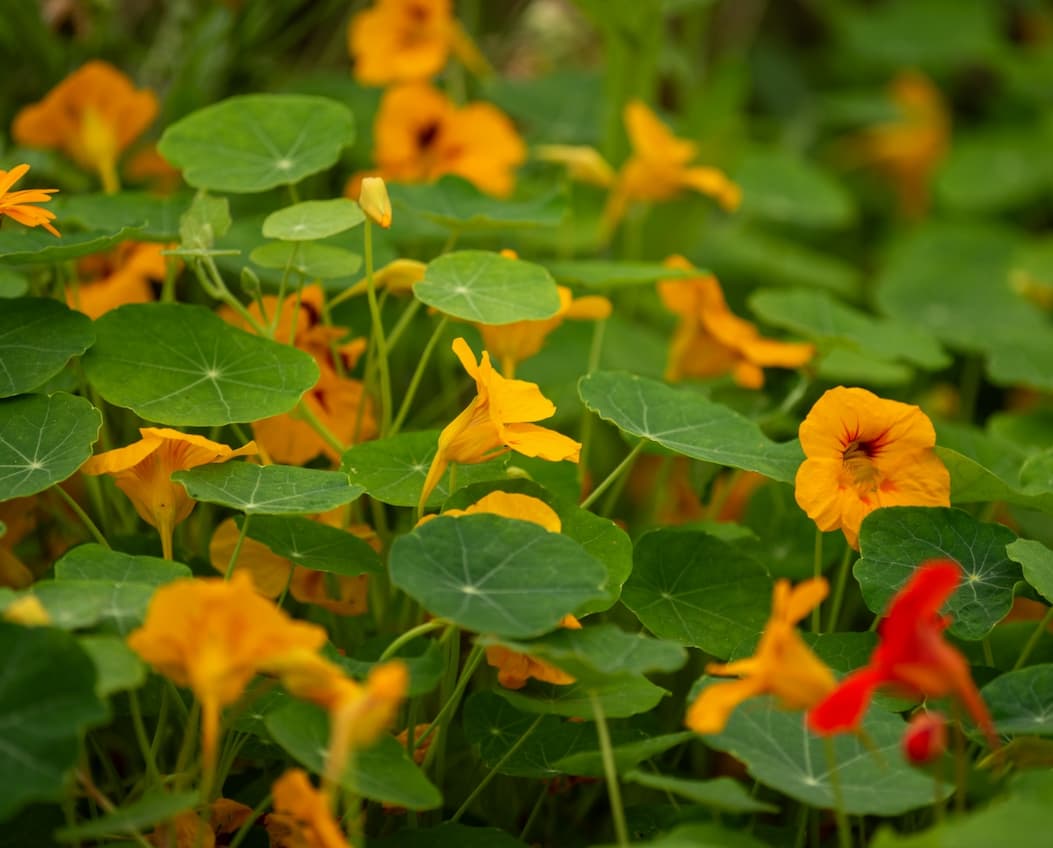 Companion planting