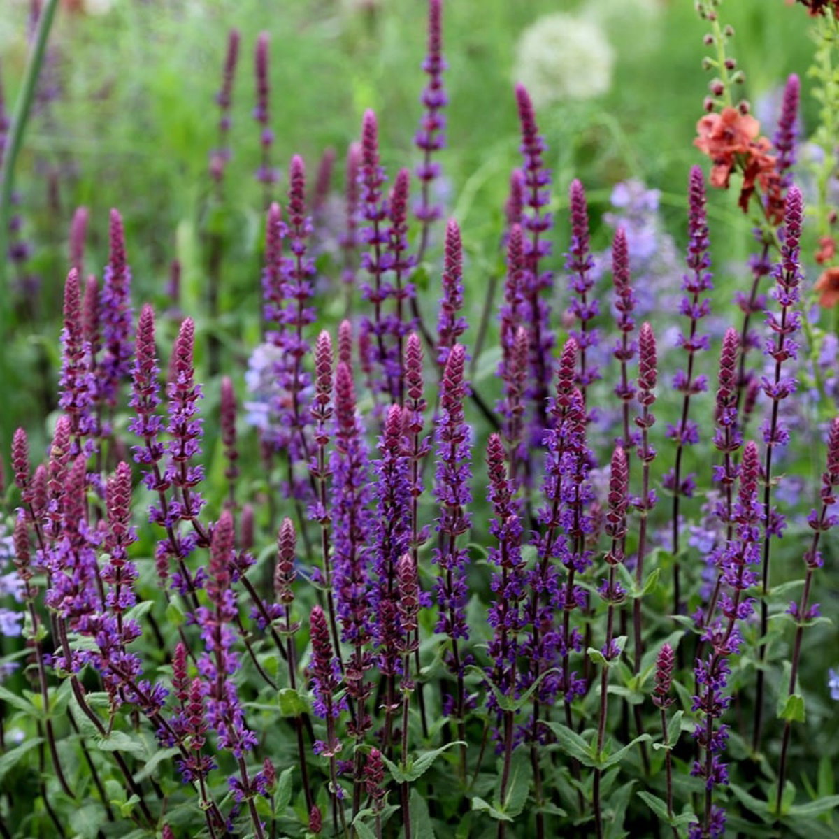 Salvia Caradonna