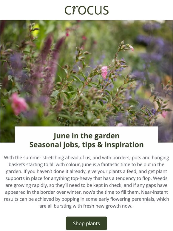 June in the garden: jobs, tips, inspiration ✨