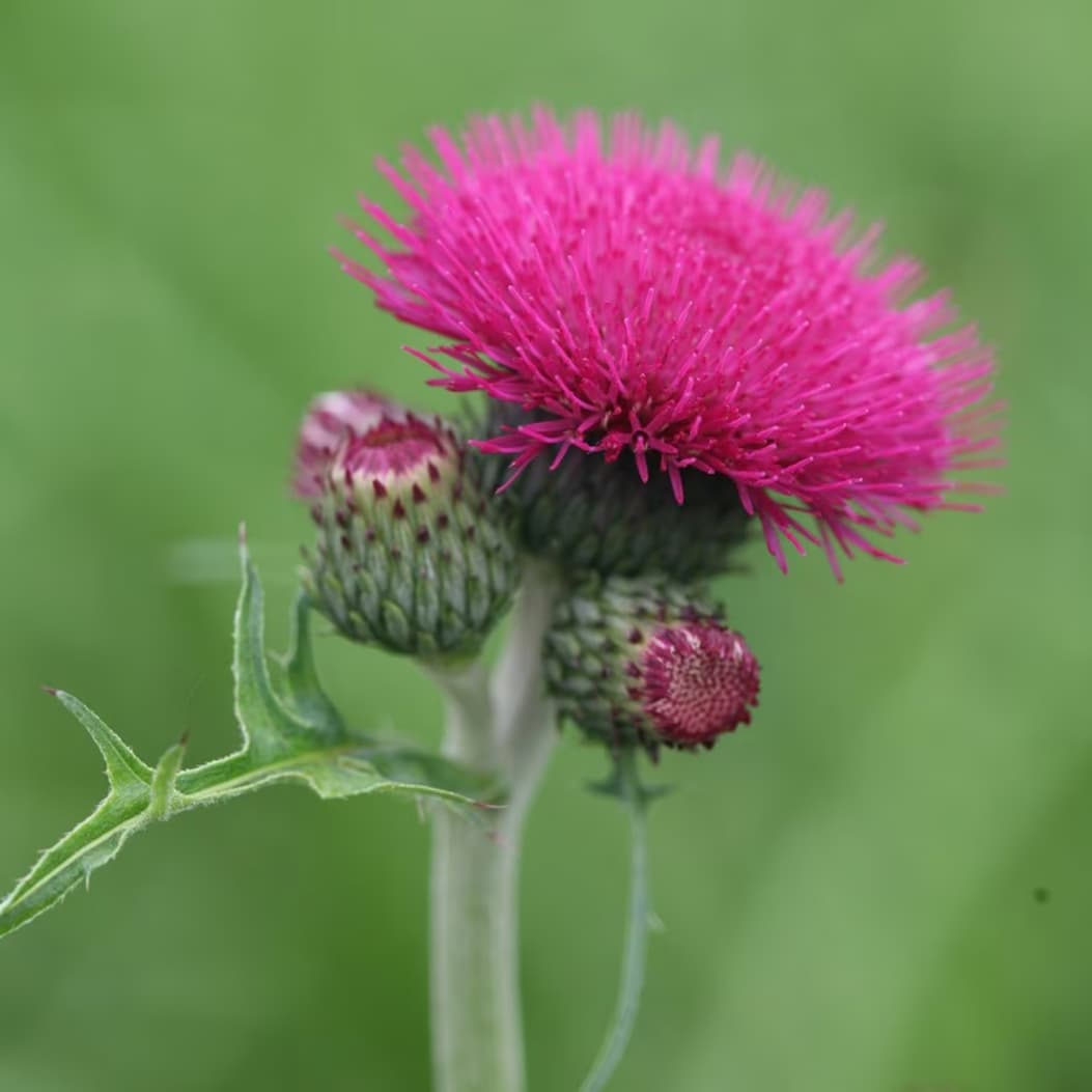 Cirsium rivulare