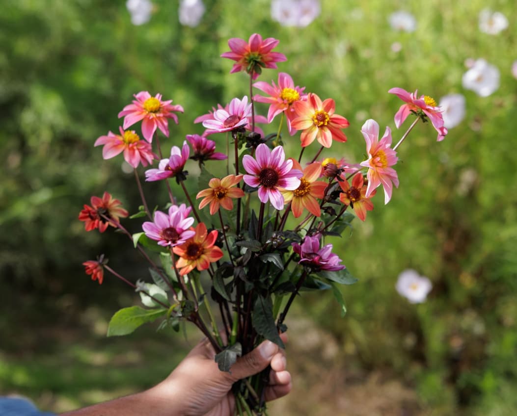 Plant dahlias