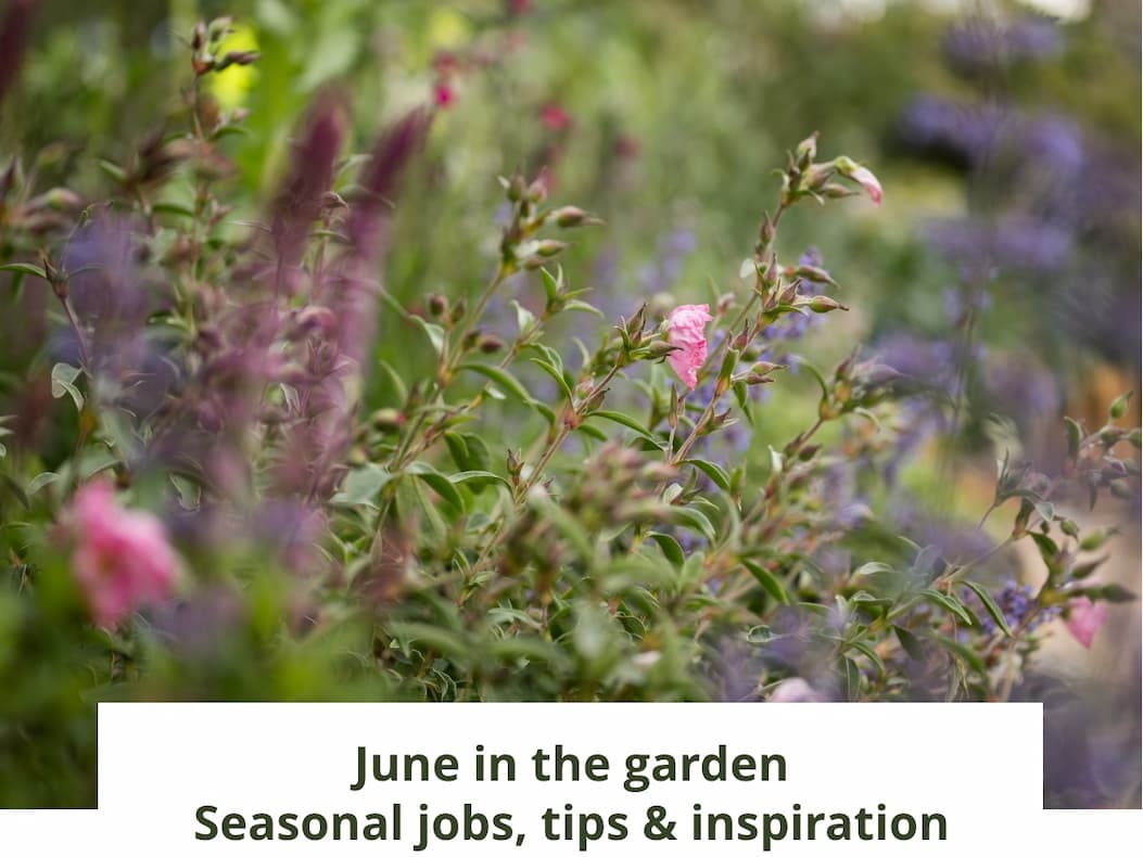 June in the garden