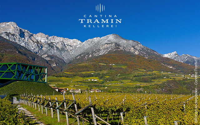Fein ziselierte Weißweine und charakterstarke Rotweine: die alpine Handschrift von Tramin