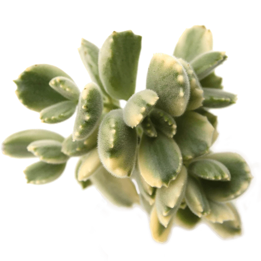 Image of Cotyledon tomentosa 'Bear's Paw' variegata