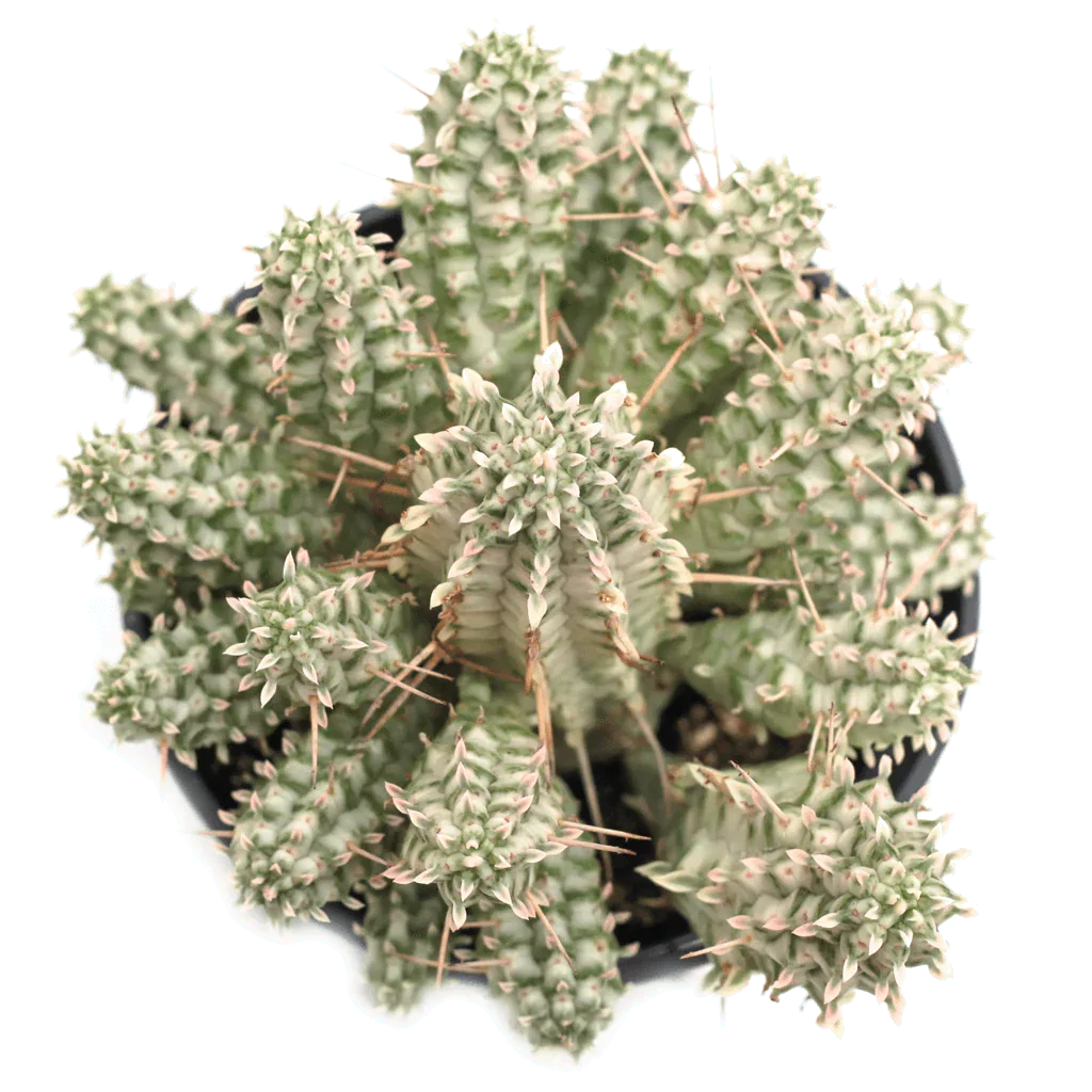 Image of Euphorbia mammillaris f. variegata 'Indian Corn Cob'