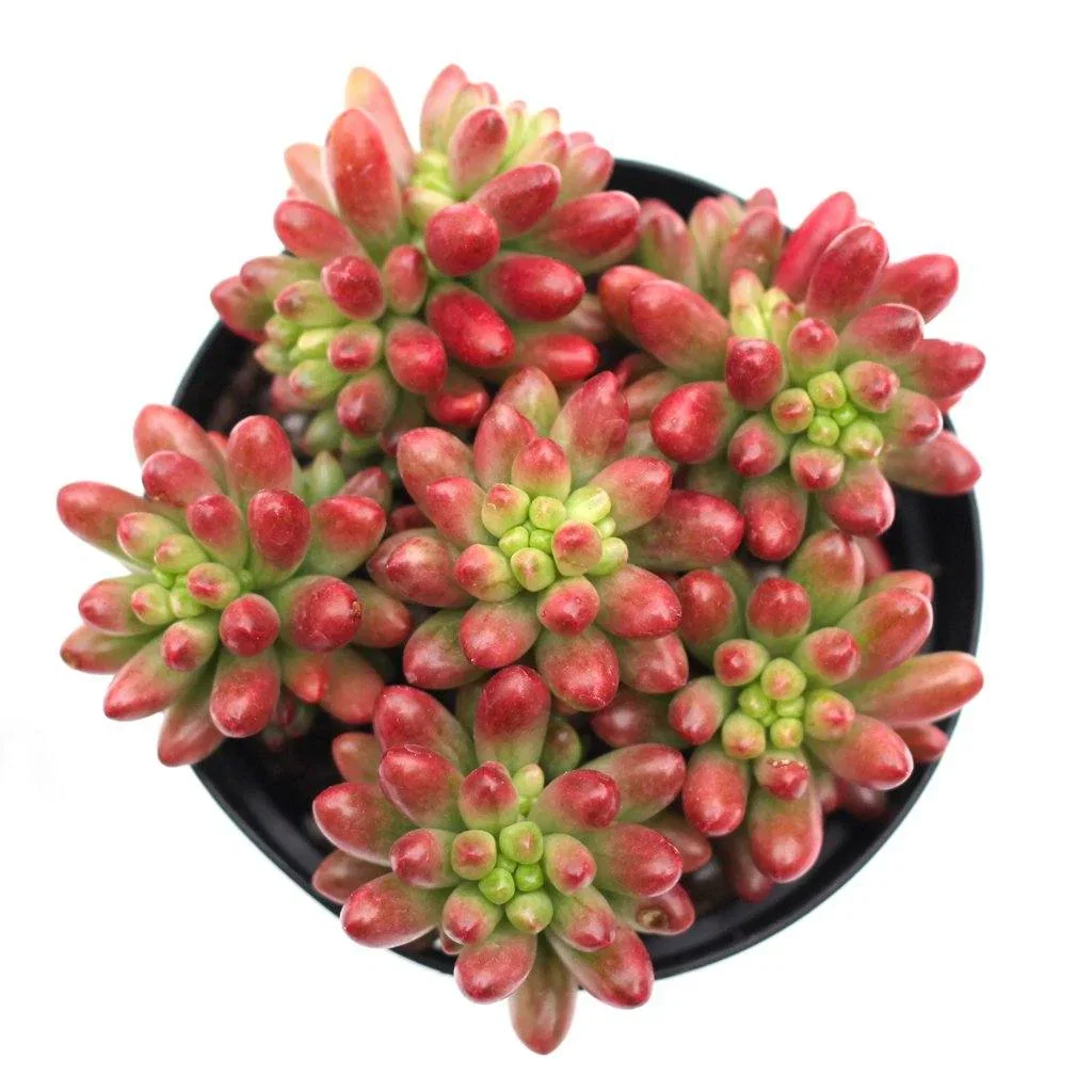 Image of Sedum rubrotinctum  'Aurora'