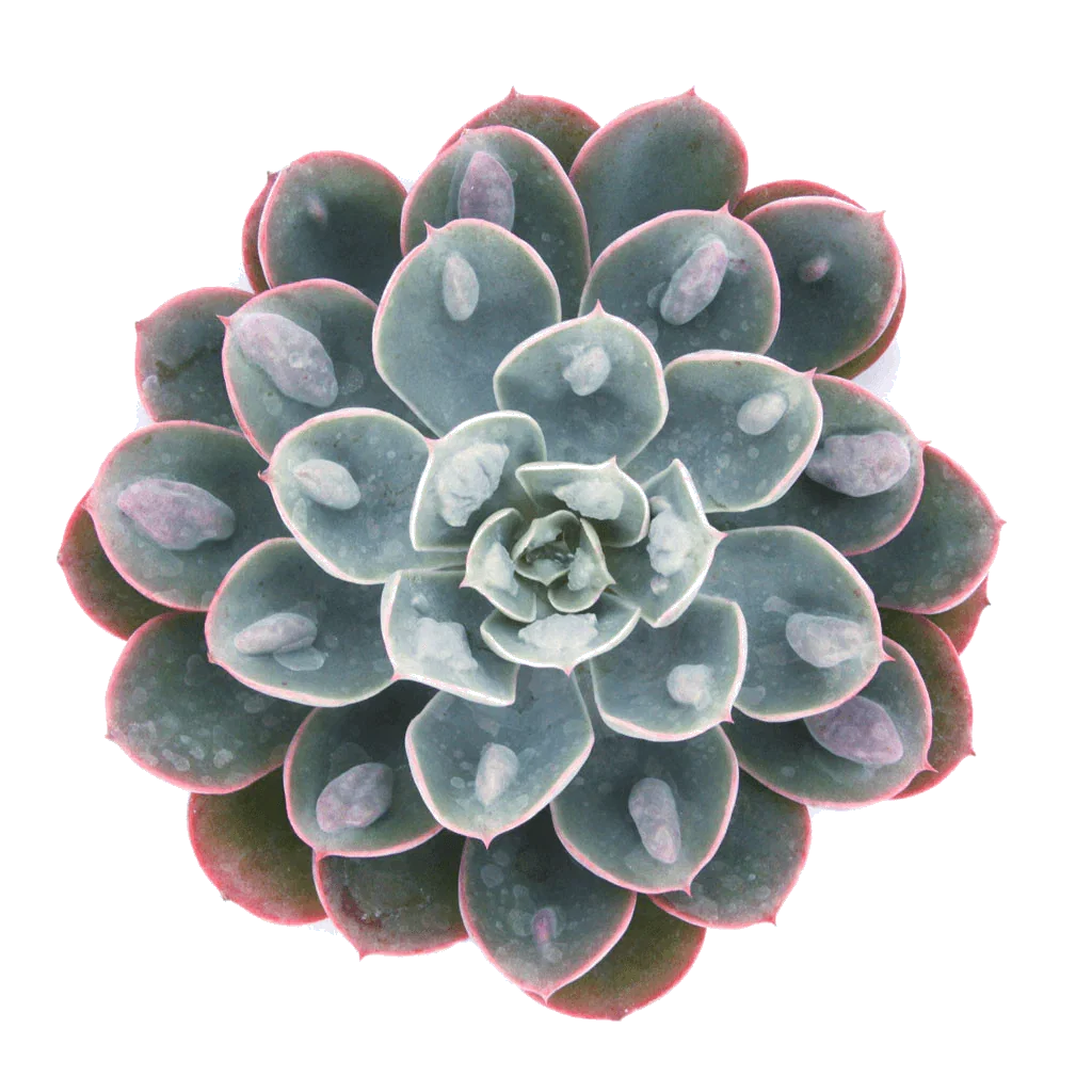 Image of Echeveria 'Raindrops'