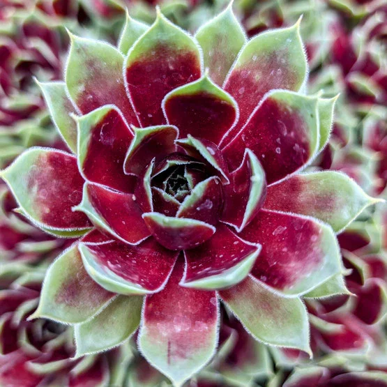 Image of Sempervivum Colorockz® 'Coconut Crystal'