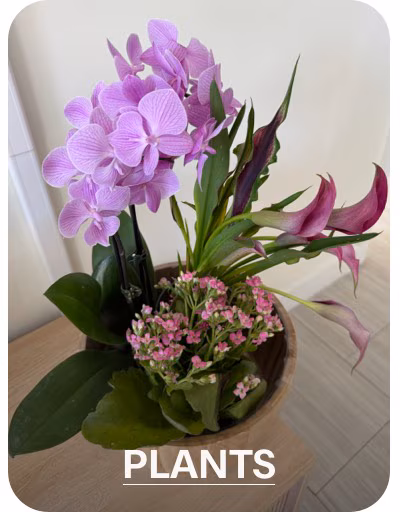 PLANTS »