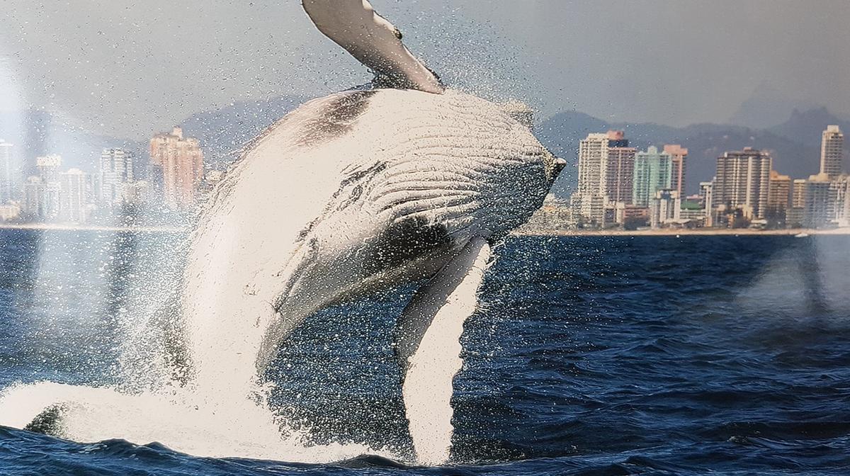 2.5-Hour Whale-Watching Cruise on a Superyacht
