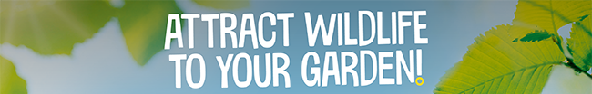Attract wildlife to your garden!