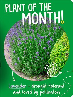 Plant of the month: Lavender