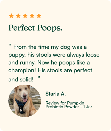 pumpkin probiotic Review