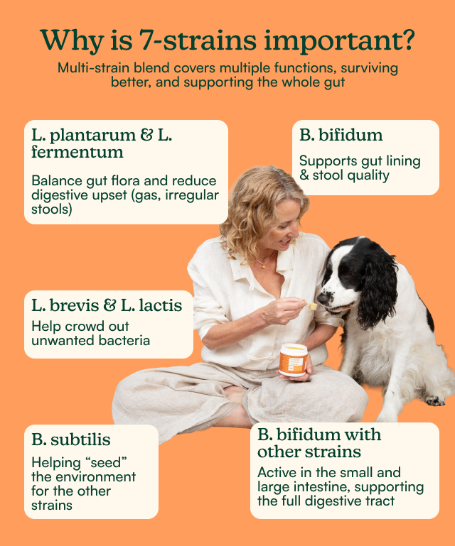 7-strains gut support