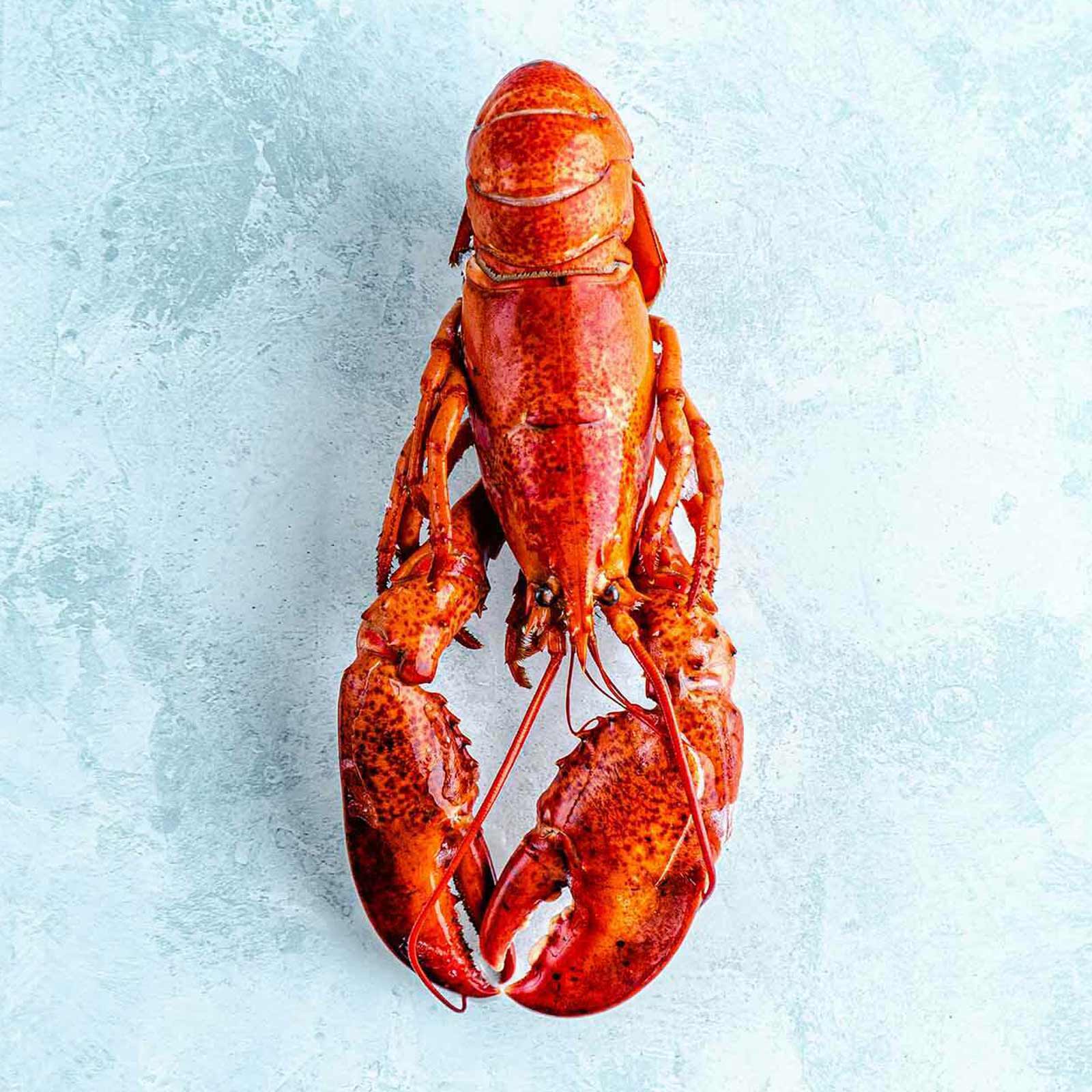 Image of Wild Cooked American Lobster