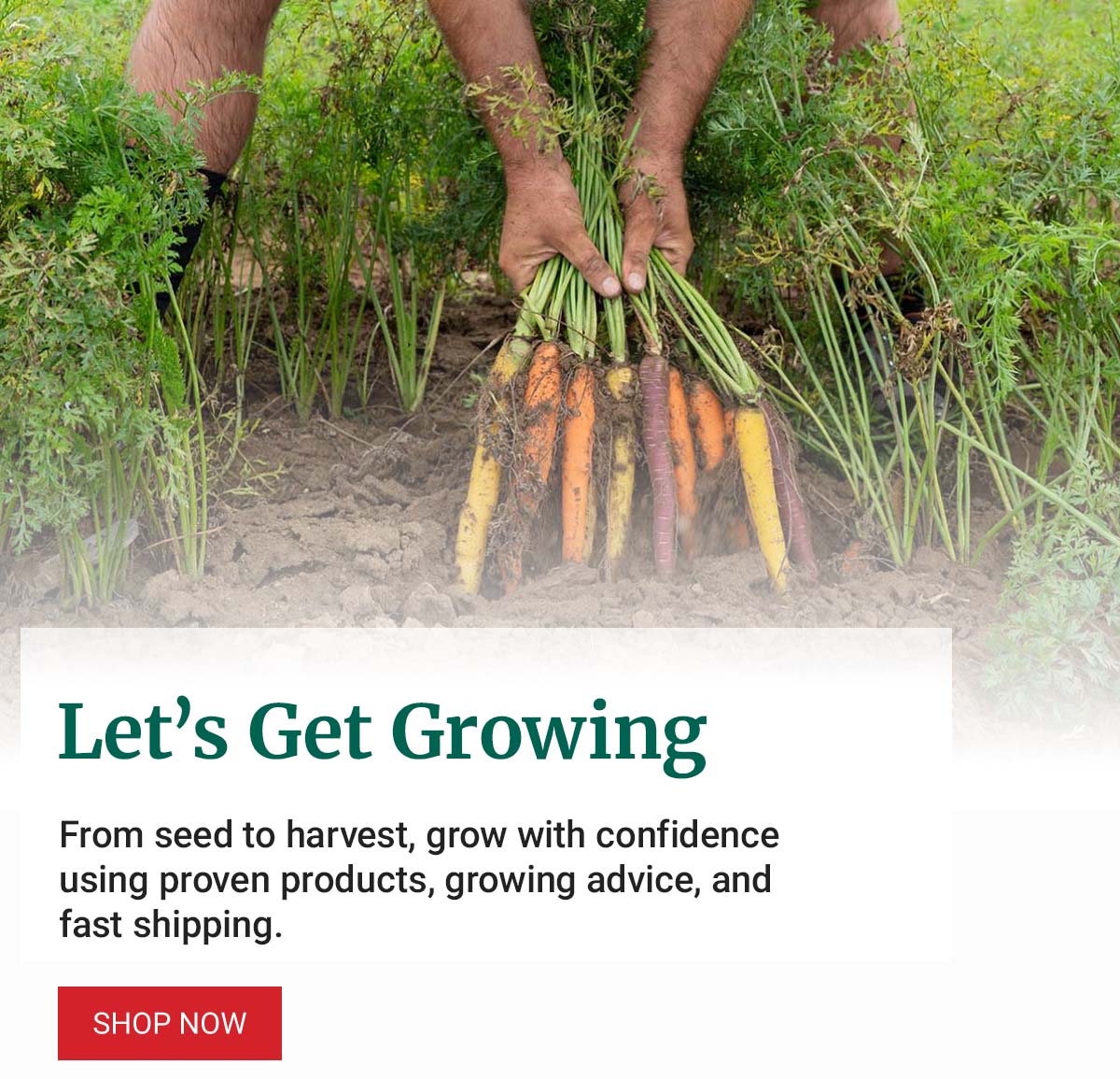 Let's Get Growing - Shop Now
