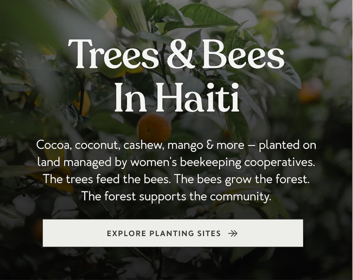 Cocoa, coconut, cashew, mango & more — planted on land managed by women's beekeeping cooperatives. The trees feed the bees. The bees grow the forest. The forest supports the community.