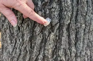 She rubs Vicks VapoRub on her trees for this super smart summer hack