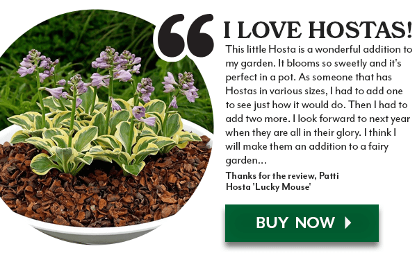 I LOVE HOSTAS! Hosta 'Lucky Mouse'