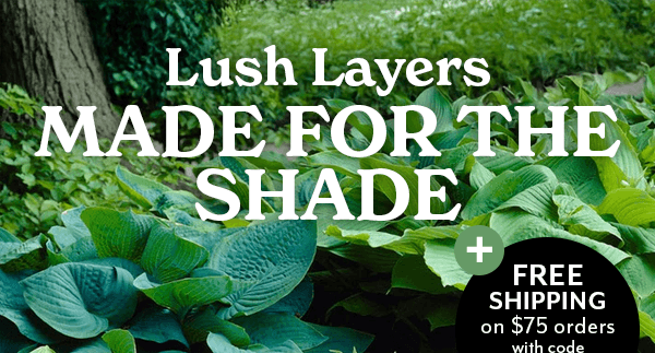 Lush Layers Made for the Shade + 25% OFF Sitewide with code GROW25