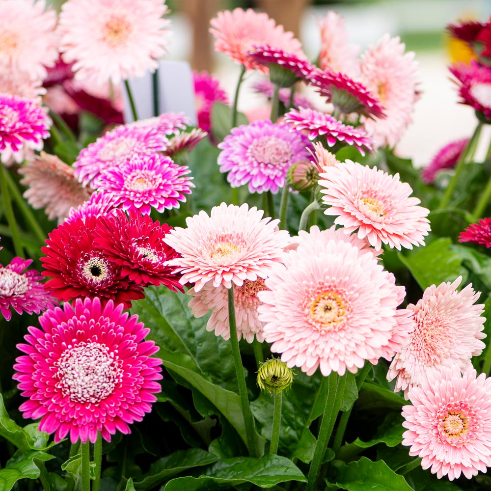 Gerbera 'Majestic Light Pink'