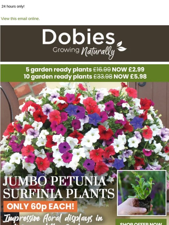 Jumbo Petunia Surfinia Just 60p each!