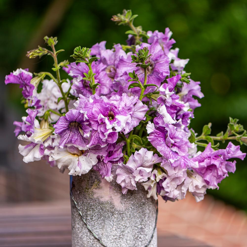 Petunia 'Allegra Collection'