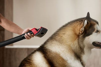 The Pet Groom tool is used to groom a dog.