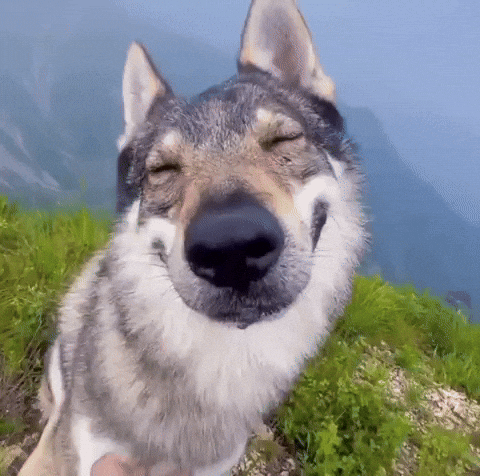cute puppy