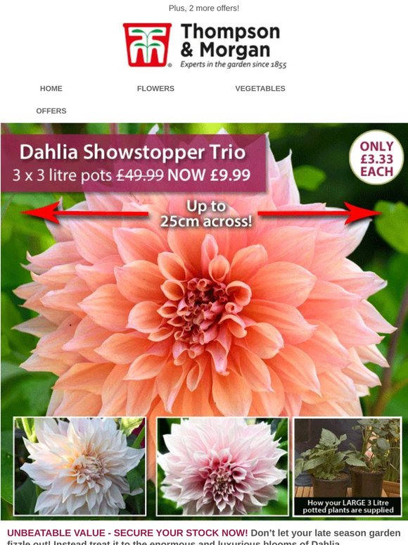 XL Patio Dahlias Just £3.33 each! Blooms up to 25cm across!