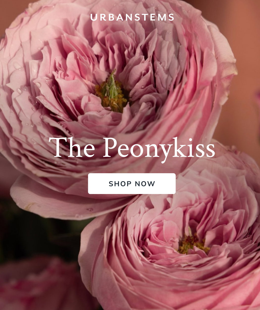 The Peonykiss
