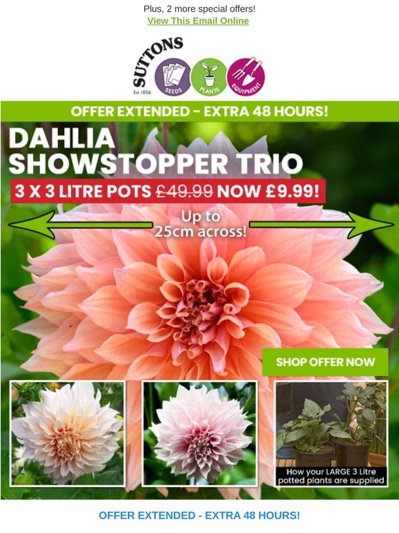XL Patio Dahlias Just £3.33 each! Blooms up to 25cm across!