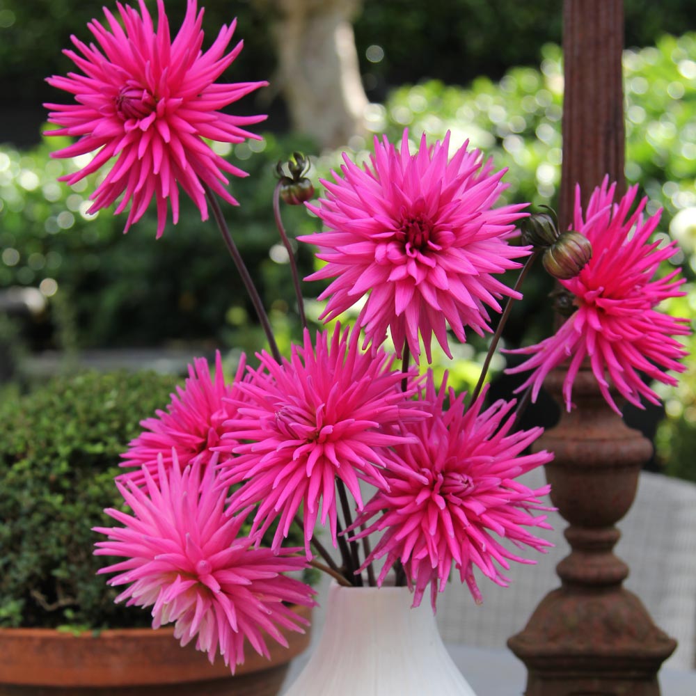 Dahlia 'Electro Pink'