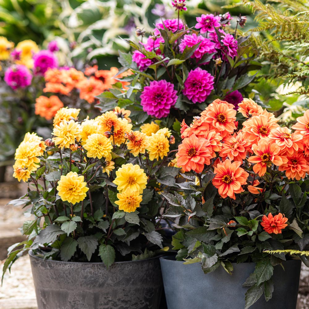 Dahlia 'Gardenetta Trio' 