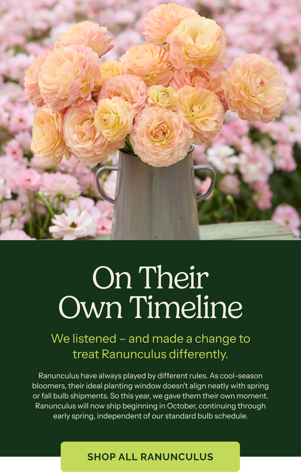 On Their Own Timeline – We listened – and made a change to treat Ranunculus differently. Ranunculus have always played by different rules. As cool-season bloomers, their ideal planting window doesn't align neatly with spring or fall bulb shipments. So this year, we gave them their own moment. Ranunculus will now ship beginning in October, continuing through early spring, independent of our standard bulb schedule. 
