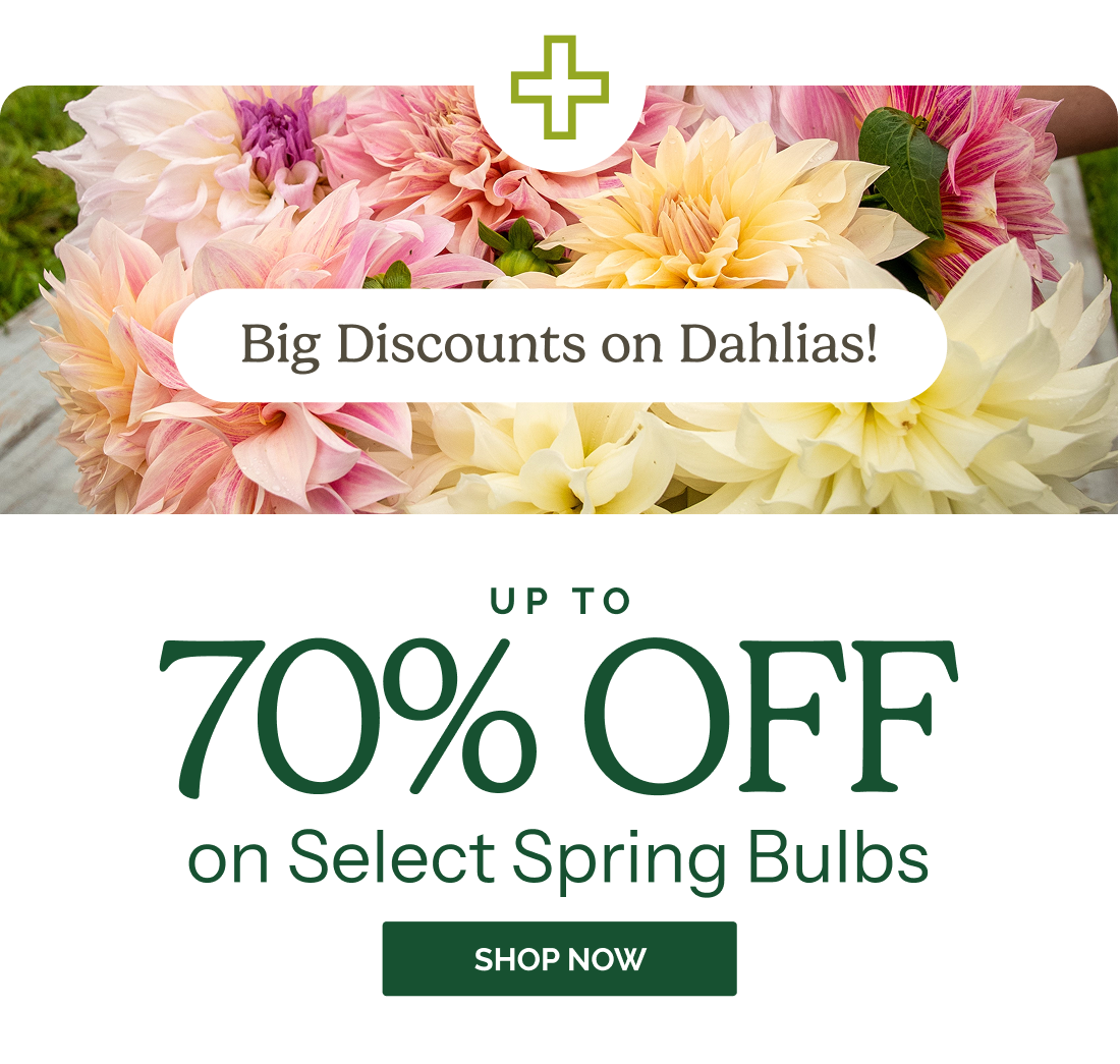 Big Discounts on Dahlias! Up to 70% OFF on Select Spring Bulbs SHOP NOW
